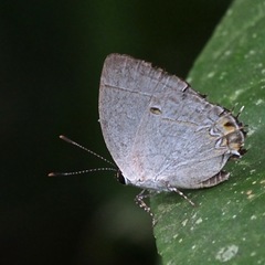 Iaspis andersoni