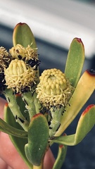 Leucadendron muirii