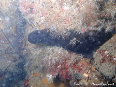 Phallusia fumigata