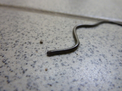 Indotyphlops braminus