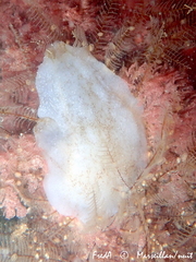 Phallusia mammillata