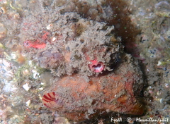 Pyura dura
