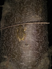 Scinax nasicus