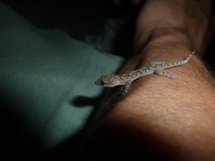 Hemidactylus platycephalus