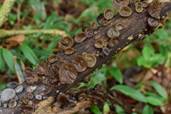 Auricularia heimuer