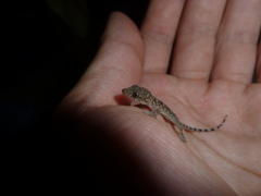 Hemidactylus platycephalus