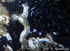 Spirobranchus triqueter