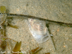 Tritia mutabilis
