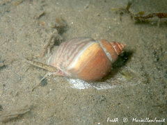 Tritia mutabilis