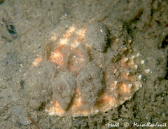 Tritia nitida