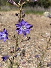 Malesherbia linearifolia