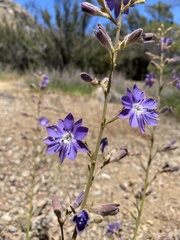 Malesherbia linearifolia