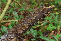 Auricularia heimuer
