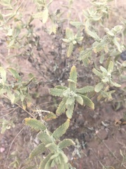 Buddleja scordioides