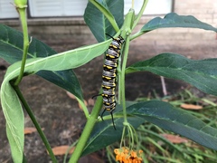 Danaus plexippus
