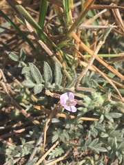 Astragalus nuttallianus