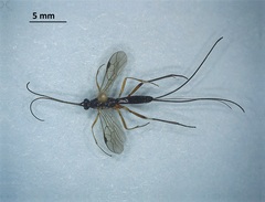 Ichneumonidae