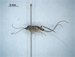 Ichneumonidae