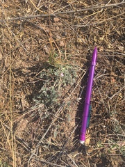 Astragalus nuttallianus