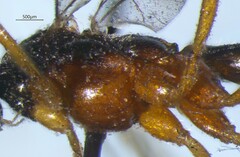 Ichneumonidae
