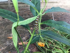 Danaus plexippus