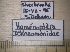 Ichneumonidae