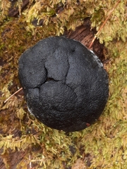 Camarops petersii