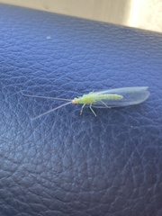 Chrysopodes collaris