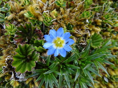 Gentiana sedifolia