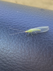 Chrysopodes collaris