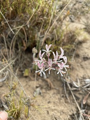 Pelargonium auritum carneum