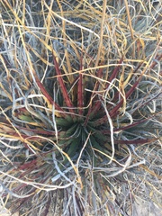 Hechtia texensis