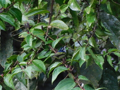 Pogoniulus bilineatus