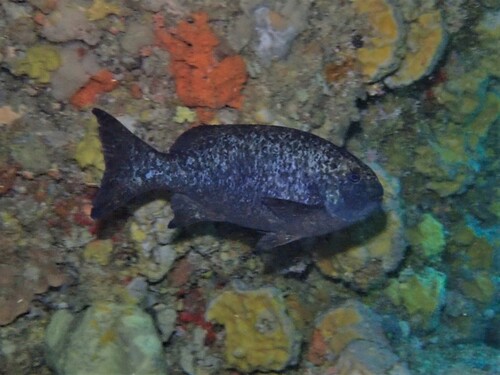 Girella tephraeops