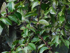 Pogoniulus bilineatus