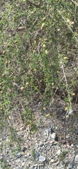 Lippia rosmarinifolia