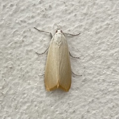 Scirpophaga