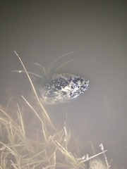 Synbranchus marmoratus