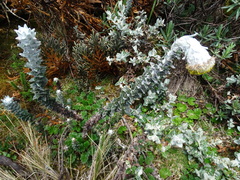 Lasiocephalus ovatus