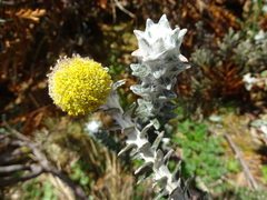 Lasiocephalus ovatus