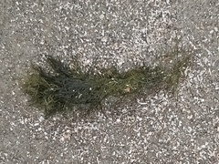 Bryopsis