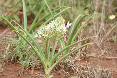 Albuca seineri