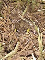 Scinax nasicus
