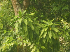 Dracaena fragrans