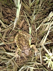 Scinax nasicus