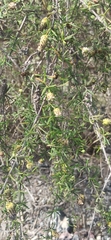 Lippia rosmarinifolia