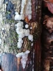 Naematelia encephala