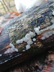 Naematelia encephala