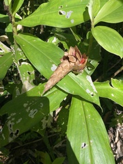 Costus pulverulentus
