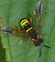 Tenthredo vespa